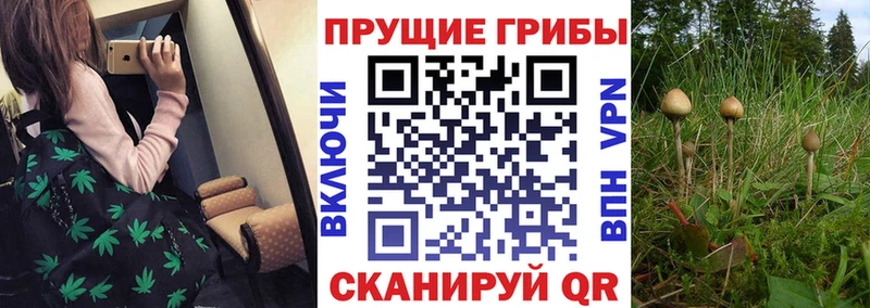 Псилоцибиновые грибы Psilocybe  Купить закладки  Норильск 